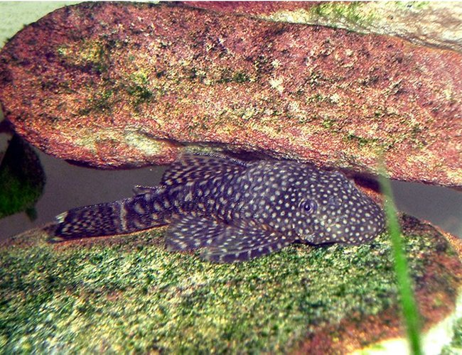 freshwater fish - ancistrus sp. - bushy nose pleco l-144 stocking in 35 gallons tank - bristlenose freshwater fish - ancistrus sp. - bushy nose pleco l-144 stocking in 35 gallons tank - bristlenose
