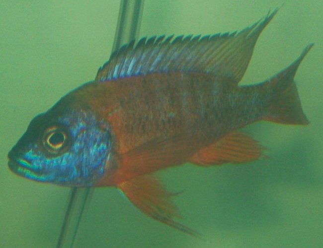 freshwater fish - aulonocara rubescens - ruby red peacock stocking in 75 gallons tank - German Red juvy freshwater fish - aulonocara rubescens - ruby red peacock stocking in 75 gallons tank - German Red juvy