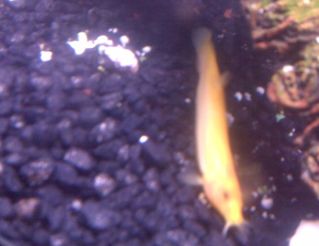 freshwater fish - misgurnus anguillicaudatus - gold dojo loach stocking in 70 gallons tank - My golden dojo loach freshwater fish - misgurnus anguillicaudatus - gold dojo loach stocking in 70 gallons tank - My golden dojo loach