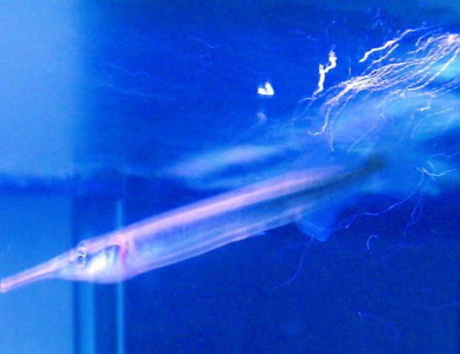 freshwater fish - xenentodon cancila - needle nose gar stocking in 45 gallons tank - Needle Nose Gar freshwater fish - xenentodon cancila - needle nose gar stocking in 45 gallons tank - Needle Nose Gar