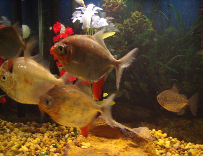 freshwater fish - metynnis argenteus - silver dollar stocking in 55 gallons tank - Silver Dollars freshwater fish - metynnis argenteus - silver dollar stocking in 55 gallons tank - Silver Dollars