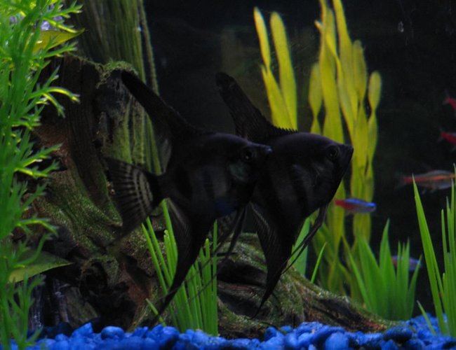 freshwater fish - pterophyllum sp. - black angel stocking in 28 gallons tank - My black beauties (Angelfish). I'm estimating that they are about 6 months old.. freshwater fish - pterophyllum sp. - black angel stocking in 28 gallons tank - My black beauties (Angelfish). I'm estimating that they are about 6 months old..
