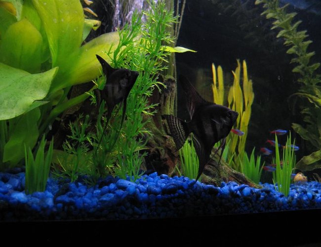 freshwater fish - pterophyllum sp. - black angel stocking in 28 gallons tank - another pic of my angelfish with school of tetras in the background freshwater fish - pterophyllum sp. - black angel stocking in 28 gallons tank - another pic of my angelfish with school of tetras in the background