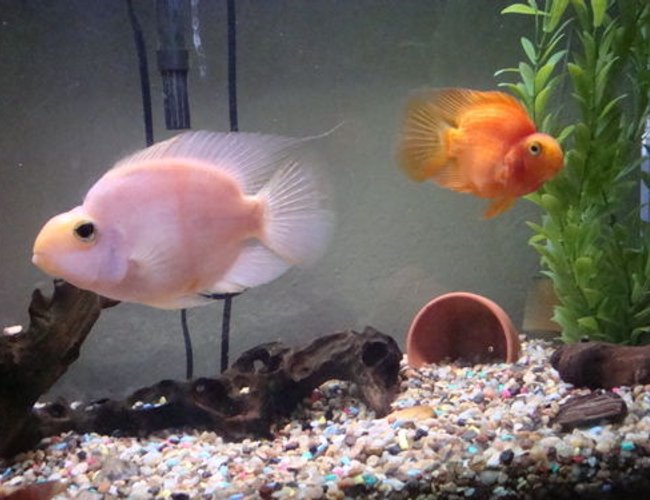 freshwater fish - heros severus x amphilophus citrinellum - blood parrot stocking in 26 gallons tank - Blood Parrot Cichlid freshwater fish - heros severus x amphilophus citrinellum - blood parrot stocking in 26 gallons tank - Blood Parrot Cichlid