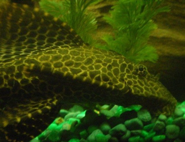 freshwater fish - glyptoperichthys gibbiceps - sailfin pleco (l-83) stocking in 55 gallons tank - Close up of my pleco Marvin freshwater fish - glyptoperichthys gibbiceps - sailfin pleco (l-83) stocking in 55 gallons tank - Close up of my pleco Marvin