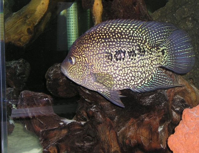 freshwater fish - herichthys carpinte - green texas cichlid stocking in 80 gallons tank - Green Texas freshwater fish - herichthys carpinte - green texas cichlid stocking in 80 gallons tank - Green Texas
