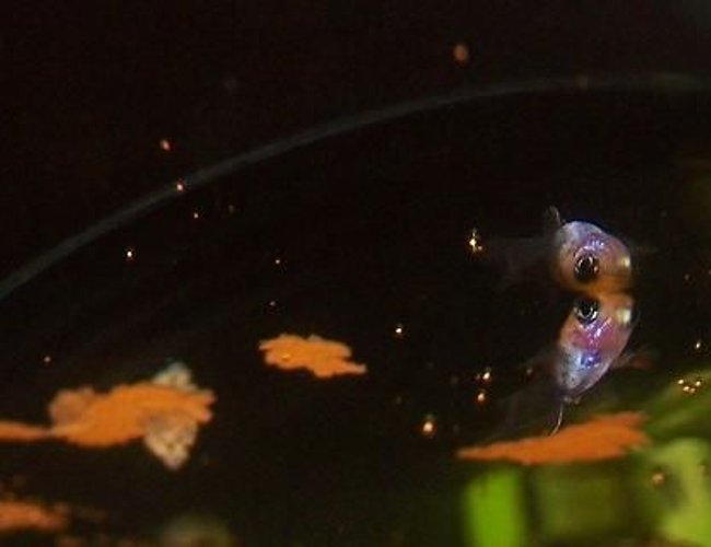freshwater fish - xiphophorus maculatus - platy stocking in 5 gallons tank - Platy Baby freshwater fish - xiphophorus maculatus - platy stocking in 5 gallons tank - Platy Baby