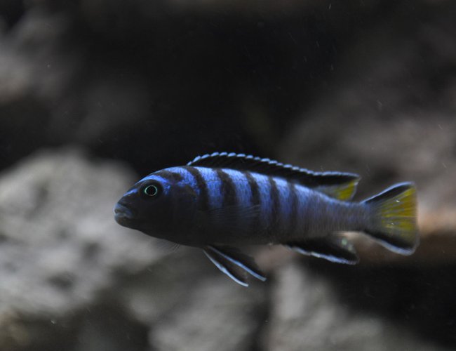 freshwater fish - pseudotropheus saulosi - saulos's mbuna stocking in 120 gallons tank - My alpha male (at least he thinks so) freshwater fish - pseudotropheus saulosi - saulos's mbuna stocking in 120 gallons tank - My alpha male (at least he thinks so)