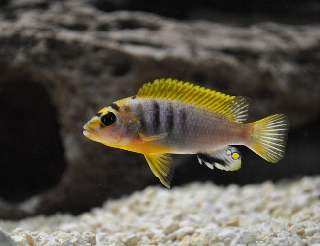 freshwater fish - labidochromis sp. - hongi stocking in 120 gallons tank - Young Red Top freshwater fish - labidochromis sp. - hongi stocking in 120 gallons tank - Young Red Top