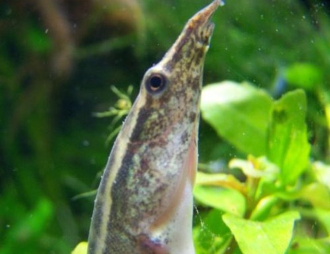 freshwater fish - macrognathus siamensis - peacock eel stocking in 5 gallons tank - "Elvis" the Peacock Eel freshwater fish - macrognathus siamensis - peacock eel stocking in 5 gallons tank - "Elvis" the Peacock Eel