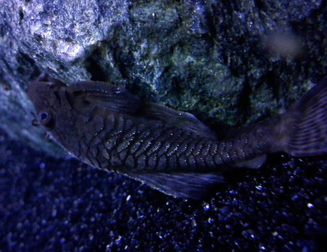 freshwater fish - ancistrus sp. - bushy nose pleco l-144 stocking in 36 gallons tank - Brushmouth Pleco freshwater fish - ancistrus sp. - bushy nose pleco l-144 stocking in 36 gallons tank - Brushmouth Pleco
