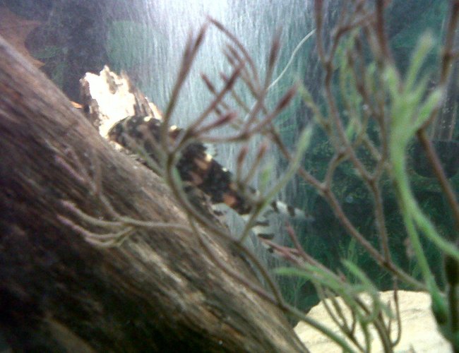 freshwater fish - acanthocobilitis botia - leopard loach stocking in 75 gallons tank - Leopard Loach Fish freshwater fish - acanthocobilitis botia - leopard loach stocking in 75 gallons tank - Leopard Loach Fish