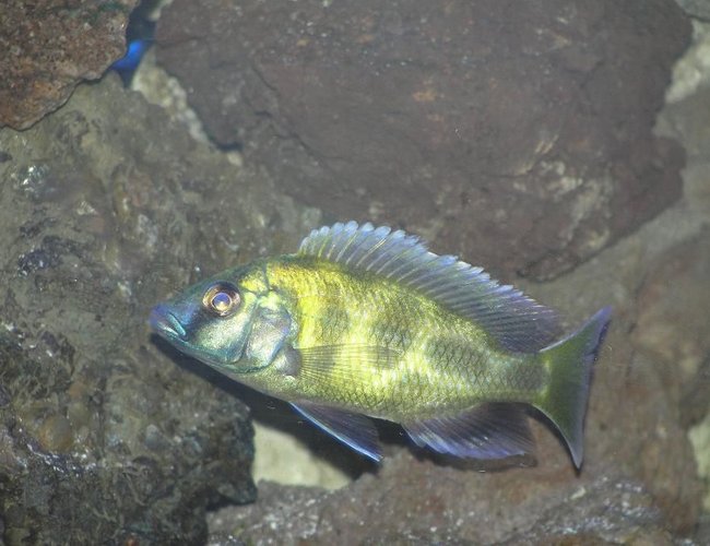 freshwater fish - nimbochromis venustus - venustus cichlid stocking in 110 gallons tank - Nimbochromis venustus freshwater fish - nimbochromis venustus - venustus cichlid stocking in 110 gallons tank - Nimbochromis venustus