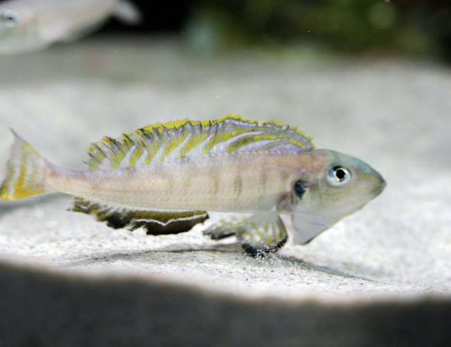 freshwater fish - xenotilapia sp. - tanganicodus irsacae moba stocking in 220 gallons tank - Enantiopus namansi male freshwater fish - xenotilapia sp. - tanganicodus irsacae moba stocking in 220 gallons tank - Enantiopus namansi male