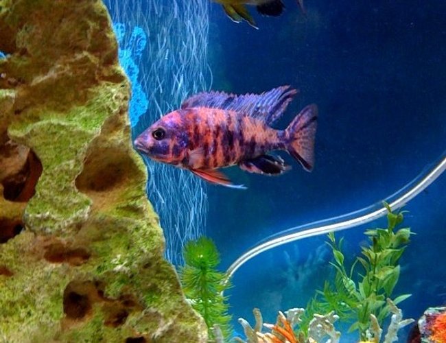freshwater fish - aulonocara nyassae var. - peacock cichlid, orange blossom stocking in 72 gallons tank - MY NEWEST CICHLID. freshwater fish - aulonocara nyassae var. - peacock cichlid, orange blossom stocking in 72 gallons tank - MY NEWEST CICHLID.