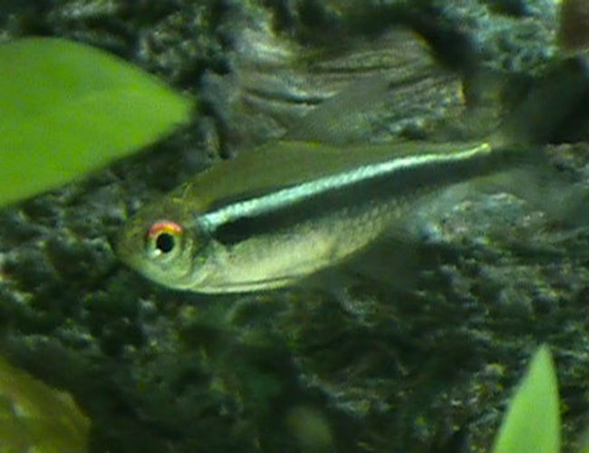freshwater fish - hyphessobrycon herbertaxelrodi - black neon tetra stocking in 29 gallons tank - Tetra freshwater fish - hyphessobrycon herbertaxelrodi - black neon tetra stocking in 29 gallons tank - Tetra