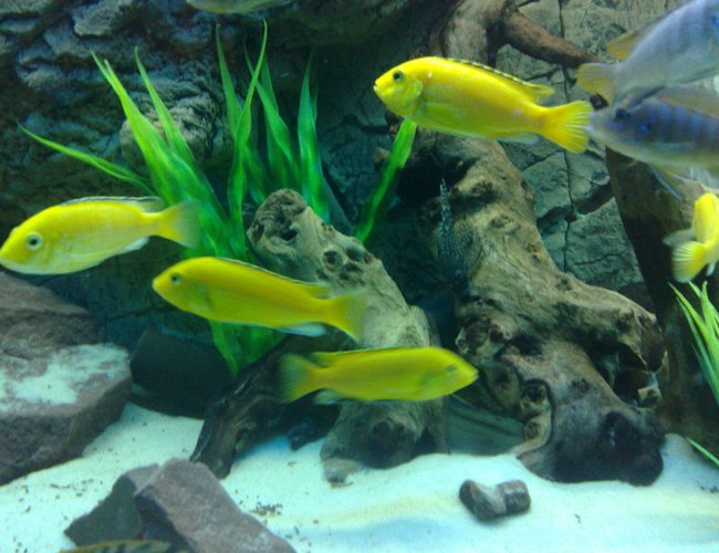 freshwater fish - labidochromis caeruleus - electric yellow cichlid stocking in 105 gallons tank - electric yellow labs freshwater fish - labidochromis caeruleus - electric yellow cichlid stocking in 105 gallons tank - electric yellow labs