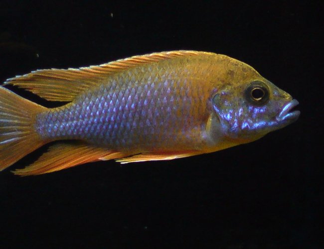 freshwater fish - aulonocara mamelela - lemon jake stocking in 100 gallons tank - Aulonocara Mamela Lemonjake freshwater fish - aulonocara mamelela - lemon jake stocking in 100 gallons tank - Aulonocara Mamela Lemonjake