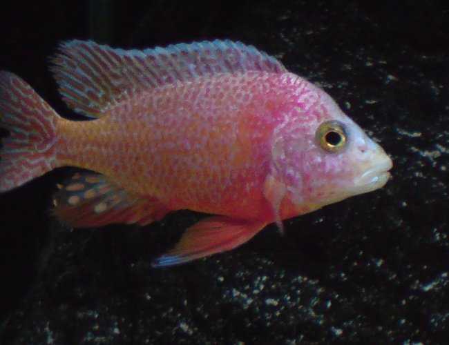 freshwater fish - aulonocara sp. - firefish stocking in 100 gallons tank - Aulonocara Firefish freshwater fish - aulonocara sp. - firefish stocking in 100 gallons tank - Aulonocara Firefish