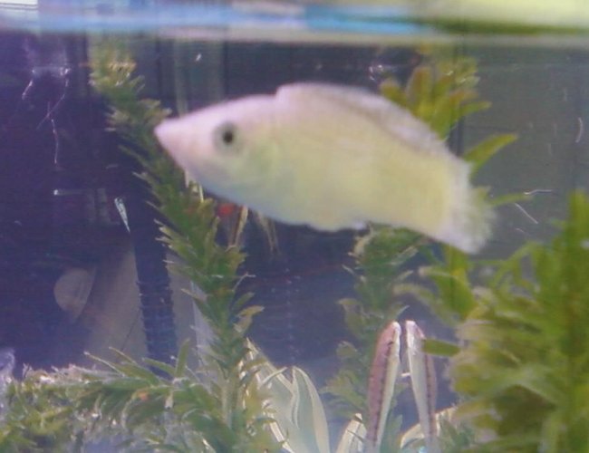 freshwater fish - poecilia latipinna - silver molly stocking in 10 gallons tank - This is my male silver molly. freshwater fish - poecilia latipinna - silver molly stocking in 10 gallons tank - This is my male silver molly.