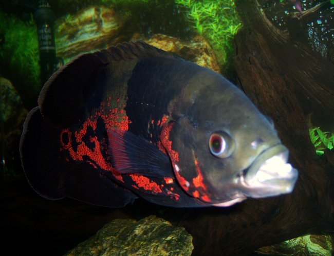 freshwater fish - astronotus ocellatus - tiger oscar stocking in 75 gallons tank - 1 year old Tiger Oscar freshwater fish - astronotus ocellatus - tiger oscar stocking in 75 gallons tank - 1 year old Tiger Oscar