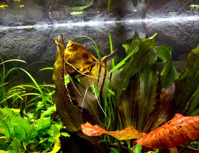 freshwater fish - pterophyllum sp. - silver zebra angel stocking in 40 gallons tank - Scalari in deposizione freshwater fish - pterophyllum sp. - silver zebra angel stocking in 40 gallons tank - Scalari in deposizione