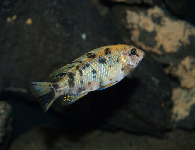 freshwater fish - labeotropheus fuelleborni - fuelleborni cichlid stocking in 150 gallons tank - OB Fuelleborni, a new addition to the tank. freshwater fish - labeotropheus fuelleborni - fuelleborni cichlid stocking in 150 gallons tank - OB Fuelleborni, a new addition to the tank.