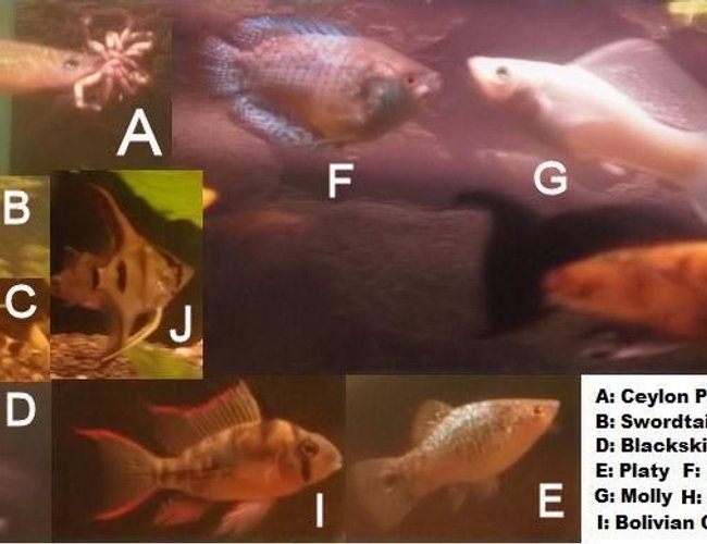 freshwater fish - poecilia velifera - platinum lyretail molly stocking in 70 gallons tank - Multiple Fish! My Panchax likes spiders! freshwater fish - poecilia velifera - platinum lyretail molly stocking in 70 gallons tank - Multiple Fish! My Panchax likes spiders!