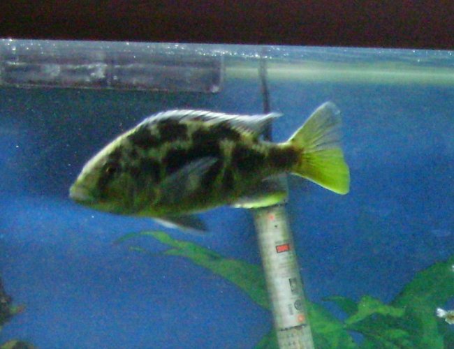 freshwater fish - nimbochromis livingstonii - livingstoni stocking in 70 gallons tank - The boys fish Spot freshwater fish - nimbochromis livingstonii - livingstoni stocking in 70 gallons tank - The boys fish Spot