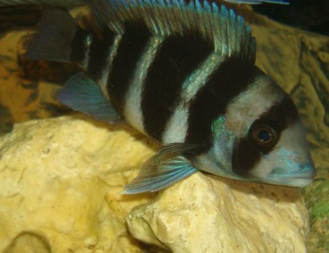 freshwater fish - cyphotilapia frontosa - frontosa cichlid stocking in 114 gallons tank - 1 of my frontosa's freshwater fish - cyphotilapia frontosa - frontosa cichlid stocking in 114 gallons tank - 1 of my frontosa's