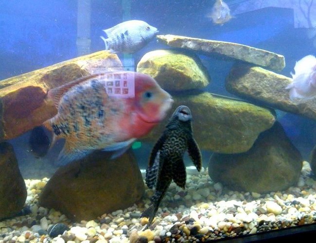 freshwater fish - cichlasoma synspilum - redheaded cichlid stocking in 75 gallons tank - pic freshwater fish - cichlasoma synspilum - redheaded cichlid stocking in 75 gallons tank - pic