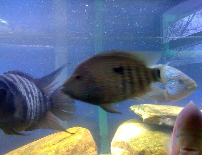 freshwater fish - herichthys carpinte - green texas cichlid stocking in 75 gallons tank - pic freshwater fish - herichthys carpinte - green texas cichlid stocking in 75 gallons tank - pic