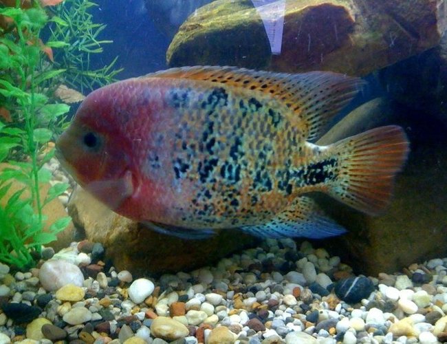 freshwater fish - cichlasoma synspilum - redheaded cichlid stocking in 75 gallons tank - synspilum freshwater fish - cichlasoma synspilum - redheaded cichlid stocking in 75 gallons tank - synspilum