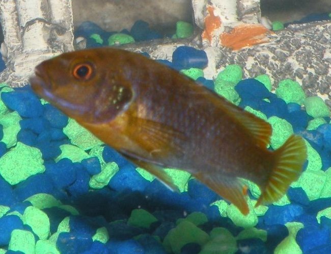 freshwater fish - iodotropheus sprengerae - rusty cichlid stocking in 46 gallons tank - My Rusty Cichlid freshwater fish - iodotropheus sprengerae - rusty cichlid stocking in 46 gallons tank - My Rusty Cichlid