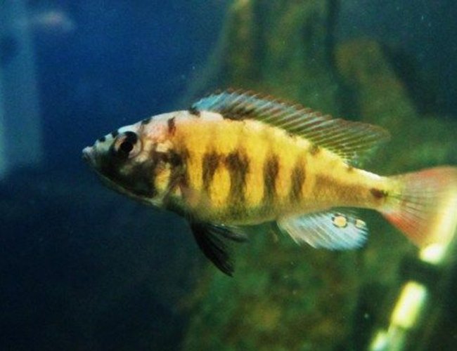 freshwater fish - haplochromis sp. 44 - red tail stocking in 55 gallons tank - Young hap sp.44 freshwater fish - haplochromis sp. 44 - red tail stocking in 55 gallons tank - Young hap sp.44