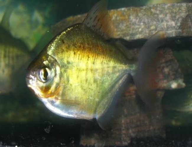 freshwater fish - metynnis argenteus - silver dollar stocking in 55 gallons tank - Silver Dollar. Shows great color based on mood. Vibrant red and dark black spots. freshwater fish - metynnis argenteus - silver dollar stocking in 55 gallons tank - Silver Dollar. Shows great color based on mood. Vibrant red and dark black spots.