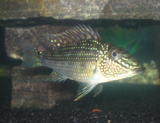 freshwater fish - geophagus jurupari - demon fish stocking in 55 gallons tank - Geophagus Jurapari freshwater fish - geophagus jurupari - demon fish stocking in 55 gallons tank - Geophagus Jurapari