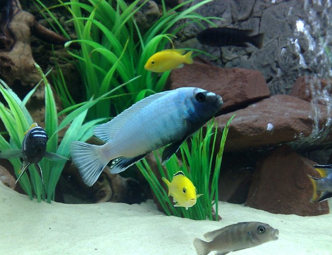 freshwater fish - pseudotropheus polit - polit cichlid stocking in 105 gallons tank - Pseudotropheus polit freshwater fish - pseudotropheus polit - polit cichlid stocking in 105 gallons tank - Pseudotropheus polit