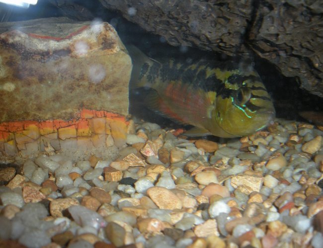 freshwater fish - nandopsis salvini - salvini cichlid stocking in 55 gallons tank - This is a Salvini Cichlid under her favorite rock in the tank. freshwater fish - nandopsis salvini - salvini cichlid stocking in 55 gallons tank - This is a Salvini Cichlid under her favorite rock in the tank.