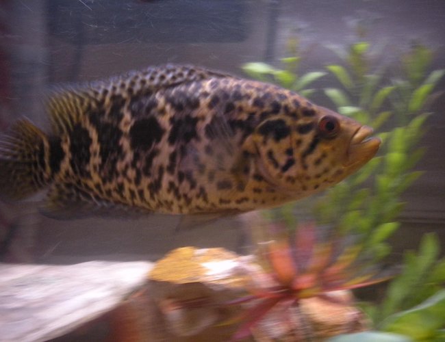 freshwater fish - parachromis managuensis - jaguar cichlid stocking in 55 gallons tank - Jaguar in rule of the roost. freshwater fish - parachromis managuensis - jaguar cichlid stocking in 55 gallons tank - Jaguar in rule of the roost.
