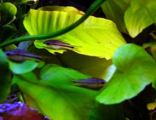 freshwater fish - corydoras pygmaeus - pygmy cory cat stocking in 5 gallons tank - 5 of my pygmy cories. freshwater fish - corydoras pygmaeus - pygmy cory cat stocking in 5 gallons tank - 5 of my pygmy cories.