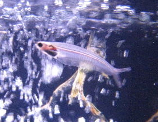 freshwater fish - kryptopterus bicirrhis - ghost glass cat stocking in 55 gallons tank - Mr.Glass this cats been here from day one. freshwater fish - kryptopterus bicirrhis - ghost glass cat stocking in 55 gallons tank - Mr.Glass this cats been here from day one.
