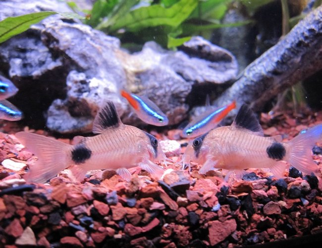 freshwater fish - corydoras panda - panda cory cat stocking in 16 gallons tank - Feeding time - Panda Cories & Neon Tetras freshwater fish - corydoras panda - panda cory cat stocking in 16 gallons tank - Feeding time - Panda Cories & Neon Tetras