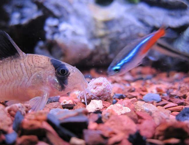 freshwater fish - corydoras panda - panda cory cat stocking in 16 gallons tank - Chowing Down - Panda Cory - Neon Tetra freshwater fish - corydoras panda - panda cory cat stocking in 16 gallons tank - Chowing Down - Panda Cory - Neon Tetra