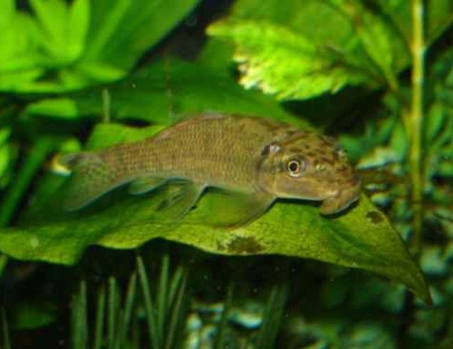 freshwater fish - gyrinocheilos aymonieri - chinese algae eater stocking in 65 gallons tank - Chinese Algae Eater freshwater fish - gyrinocheilos aymonieri - chinese algae eater stocking in 65 gallons tank - Chinese Algae Eater