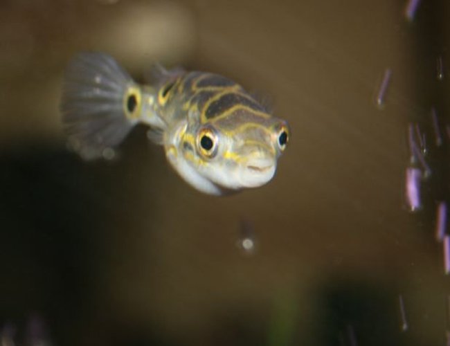 freshwater fish - tetraodon biocellatus - figure 8 puffer stocking in 75 gallons tank - figure 8 puffer freshwater fish - tetraodon biocellatus - figure 8 puffer stocking in 75 gallons tank - figure 8 puffer