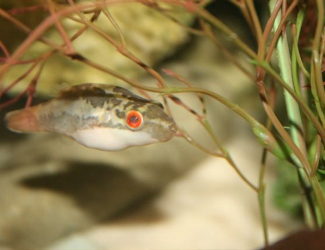 freshwater fish - carinotetraodon lorteti - red eyed puffer stocking in 75 gallons tank - red eyed puffer freshwater fish - carinotetraodon lorteti - red eyed puffer stocking in 75 gallons tank - red eyed puffer