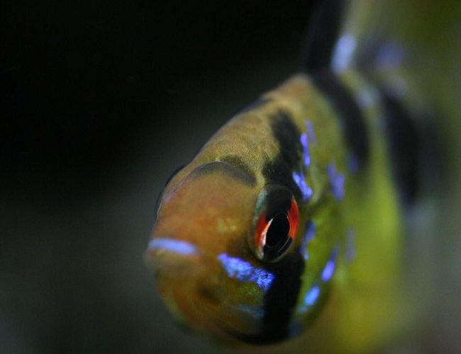 freshwater fish - papiliochromis ramirezi - german blue ram stocking in 40 gallons tank - German Ram freshwater fish - papiliochromis ramirezi - german blue ram stocking in 40 gallons tank - German Ram