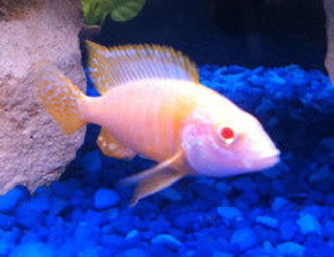 freshwater fish - aulonocara sp. - albino peacock cichlid stocking in 55 gallons tank - My Albino Peacock freshwater fish - aulonocara sp. - albino peacock cichlid stocking in 55 gallons tank - My Albino Peacock