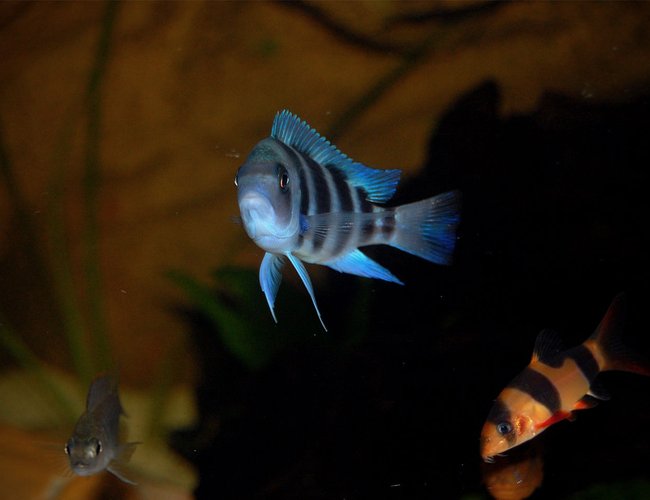 freshwater fish - cyphotilapia frontosa - frontosa cichlid stocking in 120 gallons tank - F1 Kipili Juvie, 6cm. Frontosa. freshwater fish - cyphotilapia frontosa - frontosa cichlid stocking in 120 gallons tank - F1 Kipili Juvie, 6cm. Frontosa.